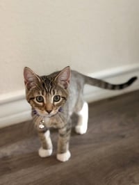 Peeko - Photo 1