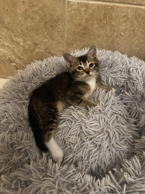 MESQUITE - Tabby available for adoption