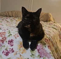 Lila - Photo 1
