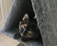 Lila - Photo 3