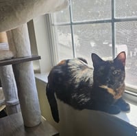Lila - Photo 4