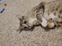 Juno - Photo 2