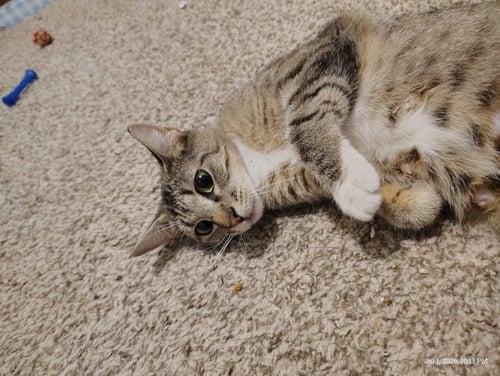 JUNO - Tabby available for adoption