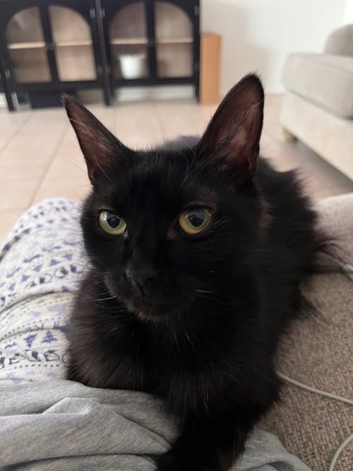 PENNY - Domestic Medium Hair available for adoption