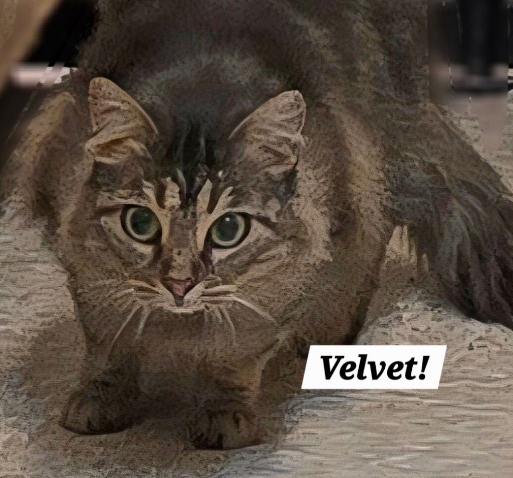 VELVETTE - Munchkin / Domestic Medium Hair available for adoption