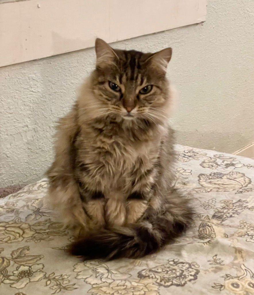 VELVETTE - Munchkin / Domestic Medium Hair available for adoption