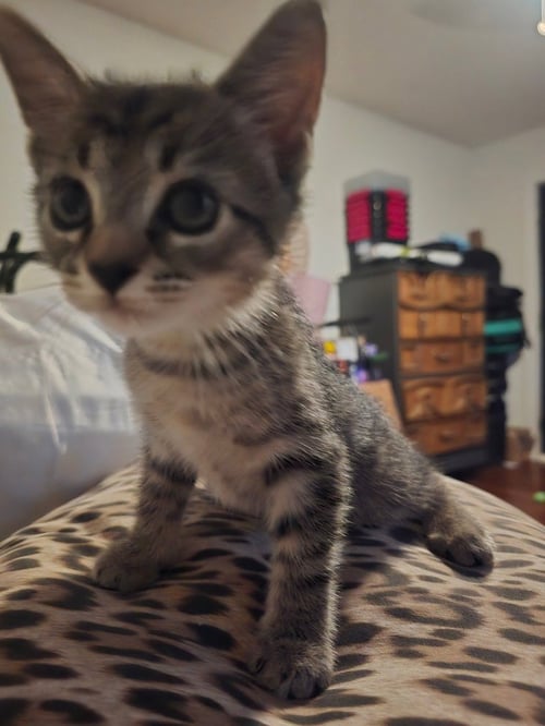 PRINCE TABITHA - Tabby available for adoption