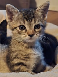 Prince Tabitha - Photo 3