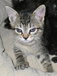 Prince Tabitha - Photo 4