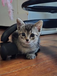 Prince Tabitha - Photo 1