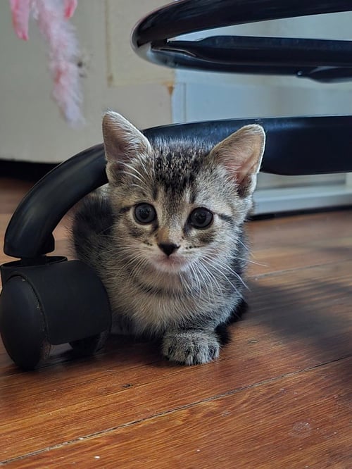 PRINCE TABITHA - Tabby available for adoption