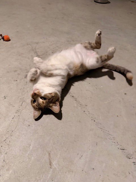 HAZEL - Calico / Tabby available for adoption