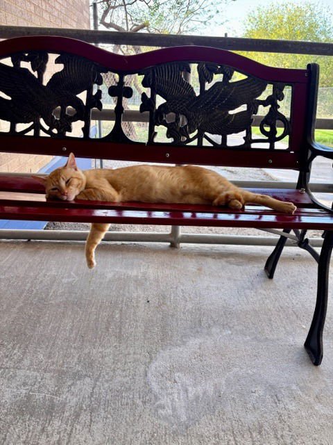 CHARLIE - Tabby available for adoption