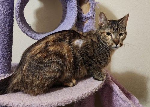 ZURI - Tabby for adoption in San Antonio