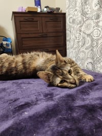 Zuri - Photo 2