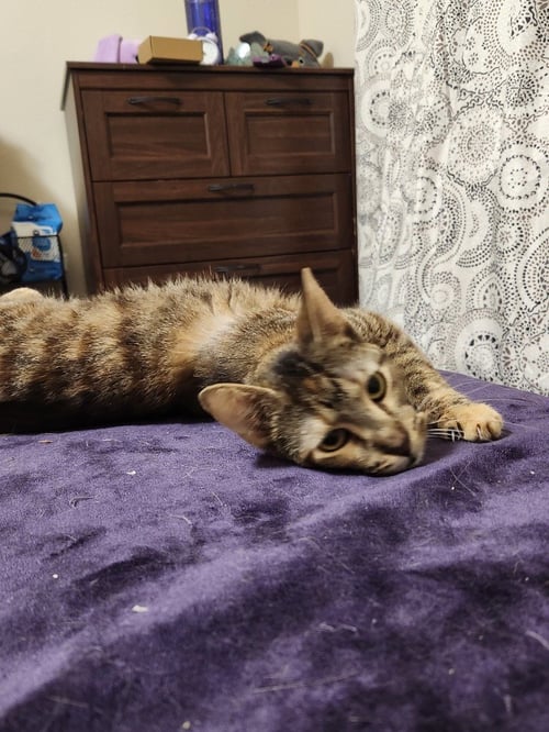 ZURI - Tabby available for adoption