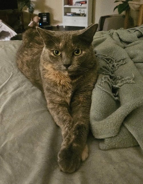 LILY - Domestic Short Hair available for adoption