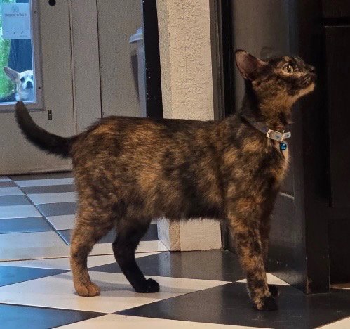 SHERRI - Domestic Short Hair available for adoption