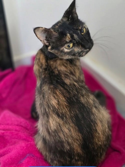 SHERRI - Domestic Short Hair available for adoption
