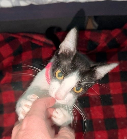 LIBERTY - Domestic Short Hair available for adoption