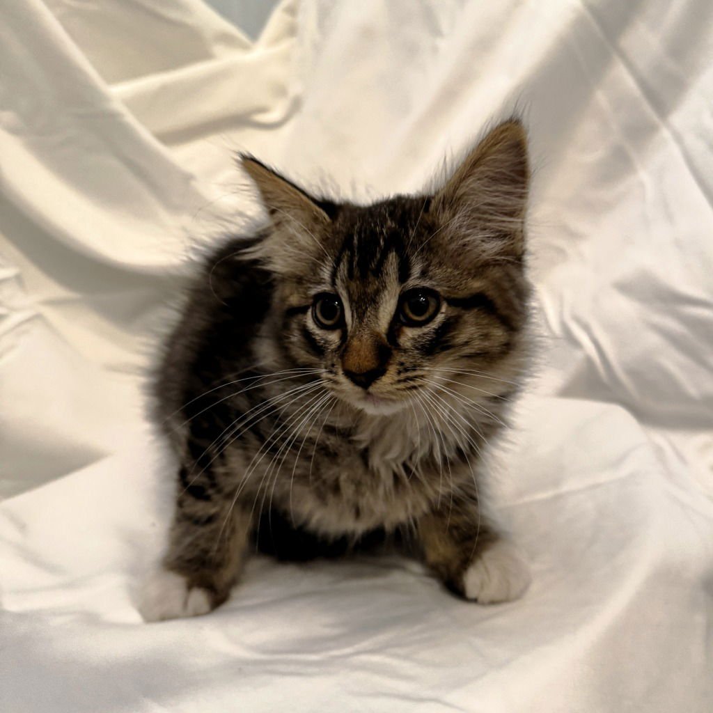 STORMY LOAF - Domestic Medium Hair available for adoption