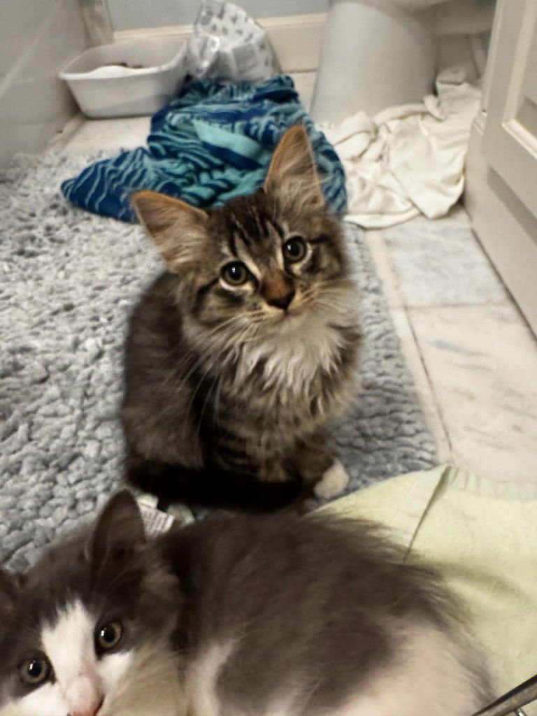 STORMY LOAF - Domestic Medium Hair available for adoption