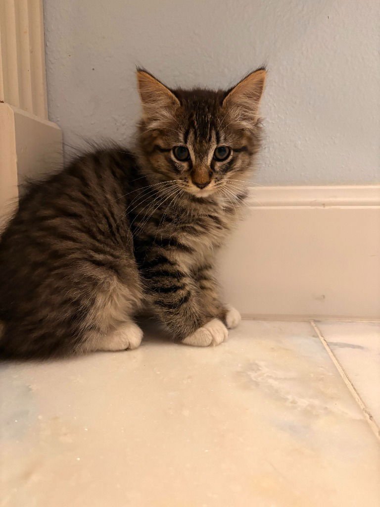 Stormy Loaf - Photo 3