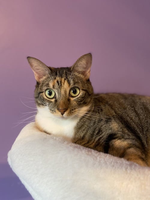 MAMA COCO - Tabby available for adoption
