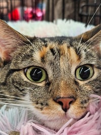 Mama Coco - Photo 3