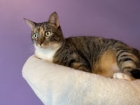 Mama Coco - Photo 4