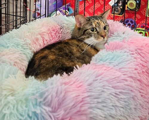MAMA COCO - Tabby available for adoption