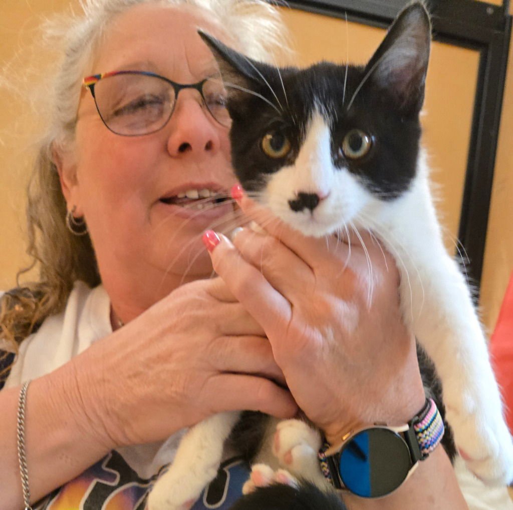 VIRGIL - Domestic Short Hair / Domestic Short Hair available for adoption