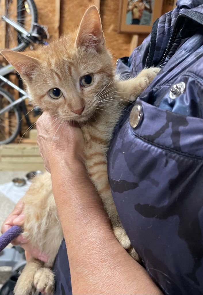 ANGEL BOY - Domestic Short Hair available for adoption