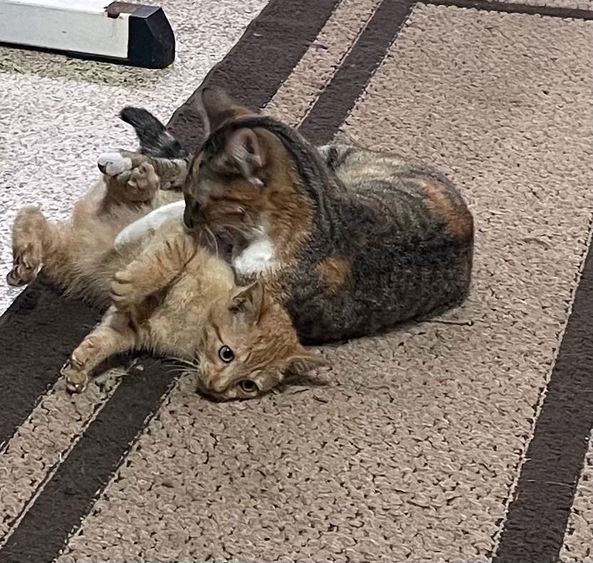 ANGEL BOY - Domestic Short Hair available for adoption