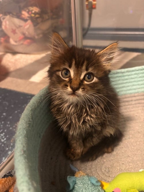 PEBBLES - Tabby available for adoption