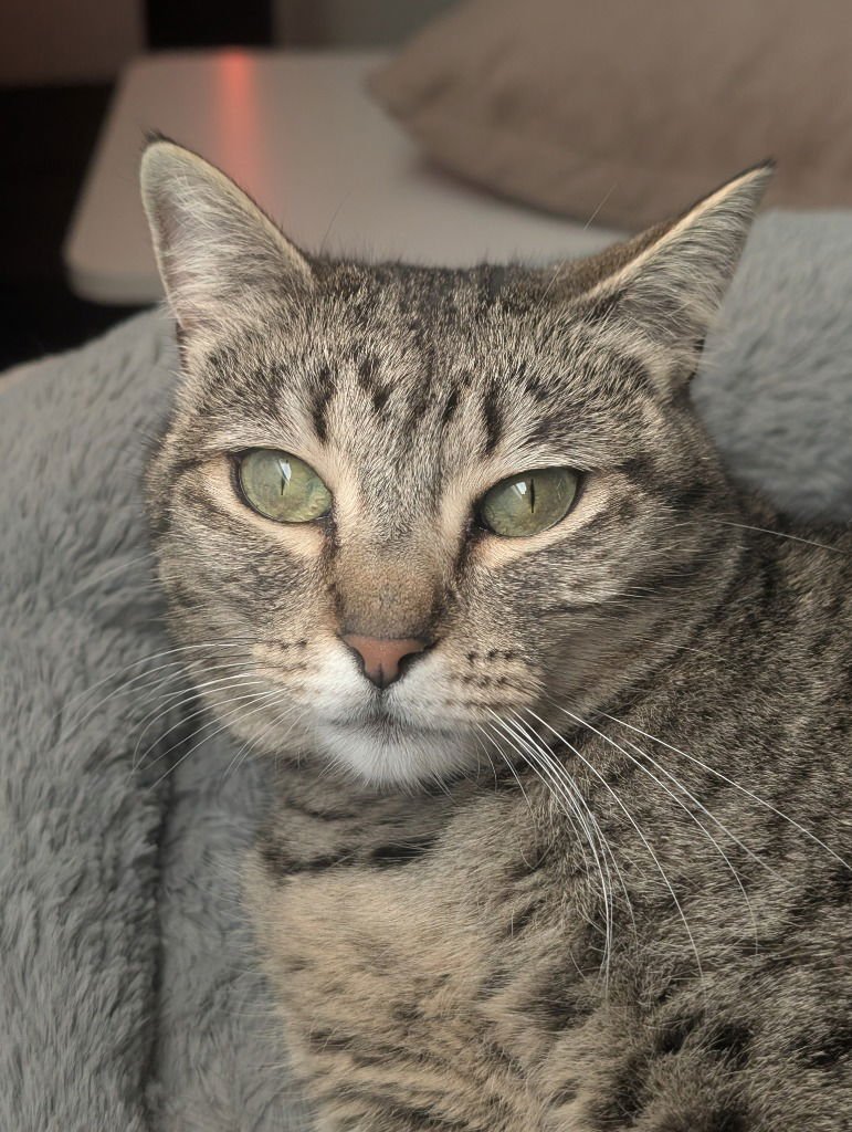 PEP - Domestic Short Hair available for adoption