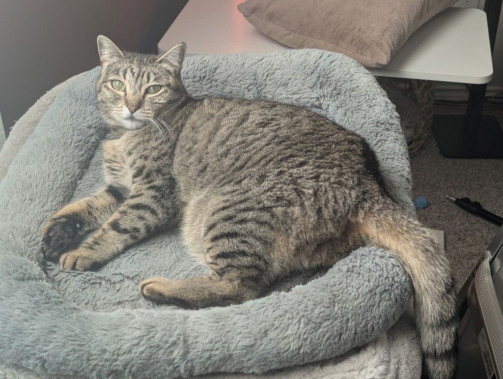 PEP - Domestic Short Hair available for adoption