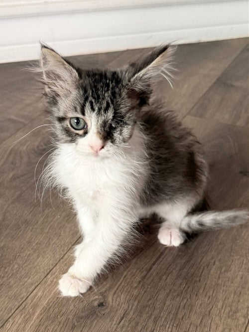 VAIL - Domestic Short Hair / Turkish Van available for adoption