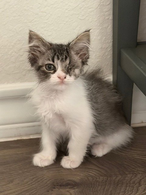VAIL - Domestic Short Hair / Turkish Van available for adoption
