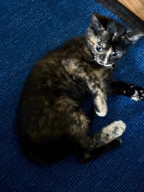 HAZEL - Domestic Short Hair available for adoption