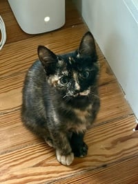 Hazel - Photo 3
