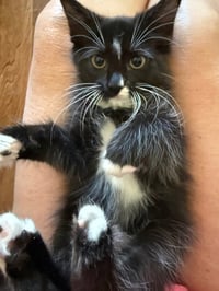 Kit Kat - Photo 4