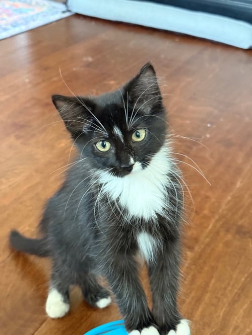 KIT KAT - Domestic Medium Hair available for adoption