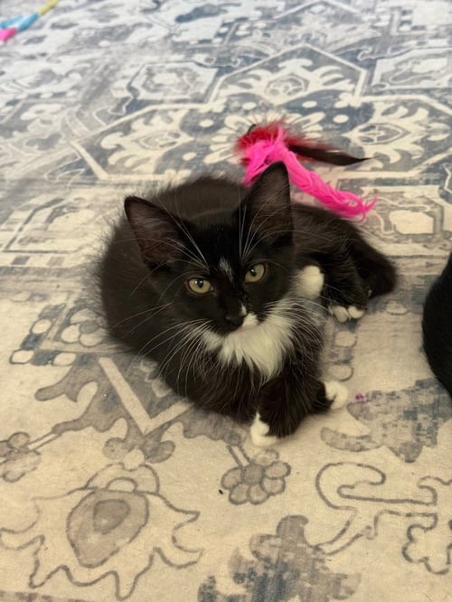 KIT KAT - Domestic Medium Hair available for adoption