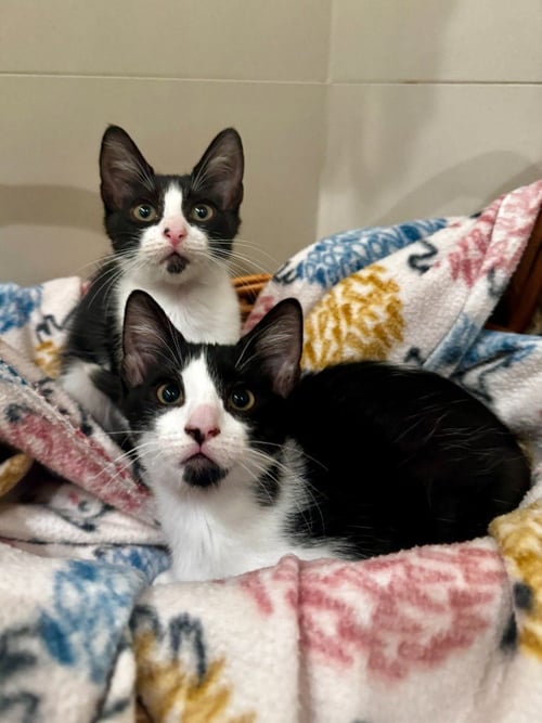 FINCH - Domestic Short Hair / Domestic Short Hair available for adoption
