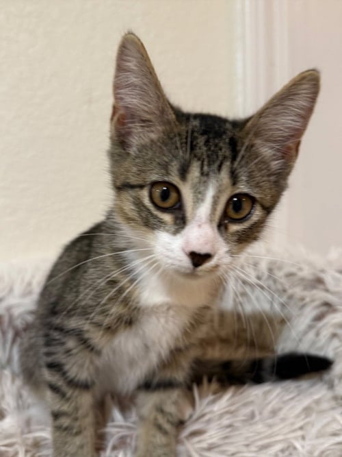 BIRDIE - Domestic Short Hair available for adoption