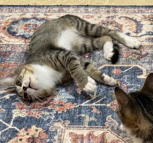 BIRDIE - Domestic Short Hair available for adoption