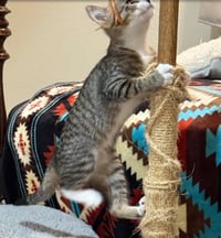Birdie - Photo 3