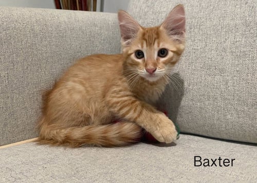 BAXTER - Domestic Short Hair available for adoption