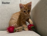 Baxter - Photo 2